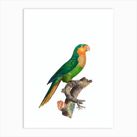 Vintage Yellow Headed Amazon Parrot Bird Illustration on Pure White Art Print