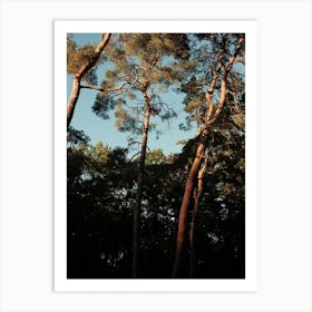 Trees At Sundown Art Print