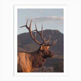 Golden Hour Elk Art Print