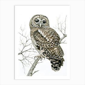 Spotted Owl Drawing 1 Art Print