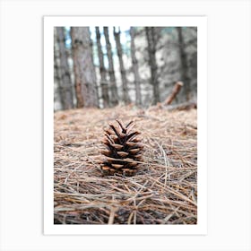 Pine Cone In The Forest Art Print