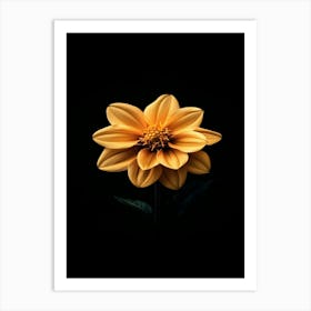 Dahlia 31 Affiche