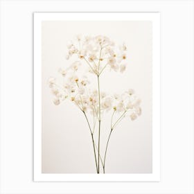 Pressed Flower Botanical Art Gypsophila Babys Breath Art Print