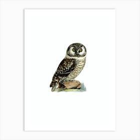 Vintage Boreal Owl Bird Illustration on Pure White Art Print