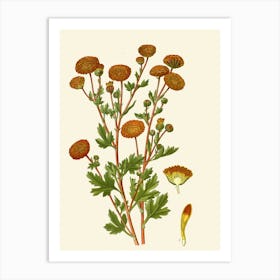 Chrysanthemum 1 Art Print