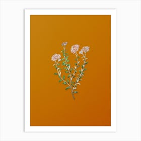Vintage Dr. Gills Selago Flower Botanical on Sunset Orange n.0899 Art Print