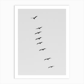 Black And White Pelicans Soaring Above Art Print