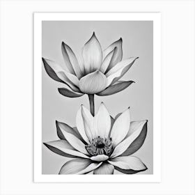 Lotus B&W Pencil 4 Flower Art Print