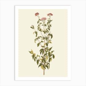 Geranium 11 Art Print