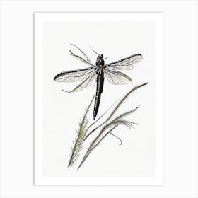 Black Saddlebags Dragonfly Pencil Illustration 1 Art Print