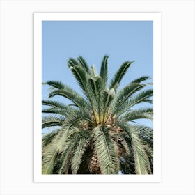 Palm Tree Against Blue Sky, Tenerife, Canary Islands Art Print