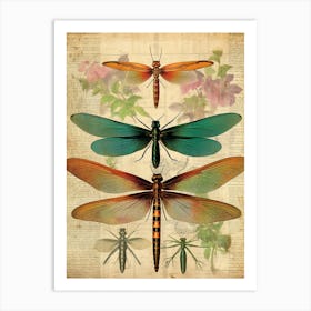 Dragonfly Vintage Species 5 Art Print