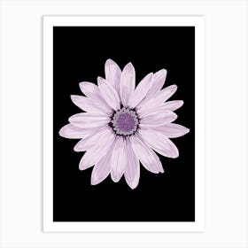 Gerbera Daisy Art Print