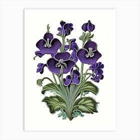 Violets Wildflower Vintage Botanical 2 Art Print