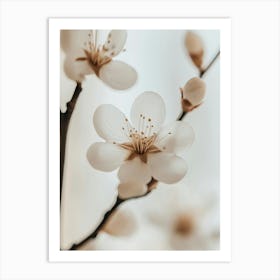 White Cherry Blossoms Art Print