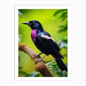 Purple-Throated Fruitcrow Wall Art Art Print