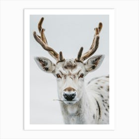 Spruce Deer Art Print