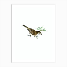 Vintage Common Whitethroat Bird Illustration on Pure White n.0206 Art Print