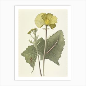 Coltsfoot Herb Pencil Colour Art Print