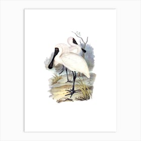 Vintage Royal Spoonbill Bird Illustration on Pure White n.0362 Art Print