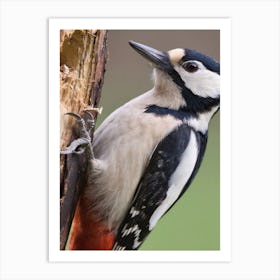 Woodpecker Art Print