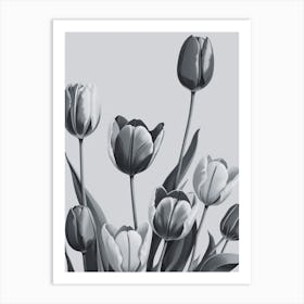 Black And White Tulips 5 Art Print