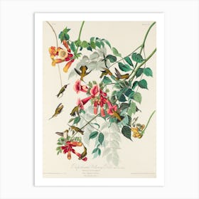Ruby Throated Humming Bird, Birds Of America, John James Audubon Art Print