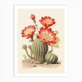 Vintage Cactus Illustration Echinocereus Cactus Art Print