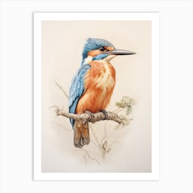 Vintage Bird Drawing Kingfisher 1 Art Print