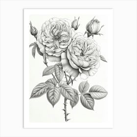 Roses Sketch 17 Art Print