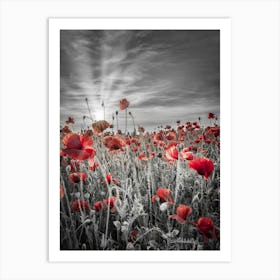 Gorgeous Sunset In A Poppy Field Art Print