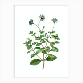Vintage Blue Marguerite Plant Botanical Illustration on Pure White n.0374 Art Print