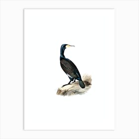 Vintage Great Cormorant Bird Illustration on Pure White n.0083 Art Print