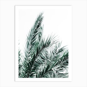 Palm Tree On White Background Art Print
