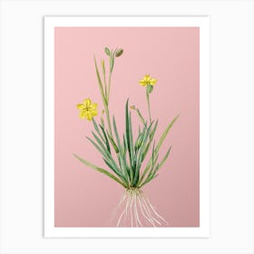 Vintage Yellow Eyed Grass Botanical on Soft Pink n.0787 Art Print