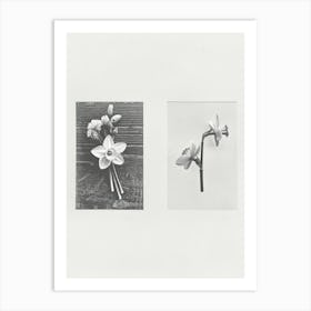 Daffodil Flower Photo Collage 7 Art Print