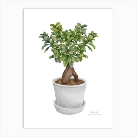 Bonsai.A fine artistic print that decorates the place. 2 Art Print