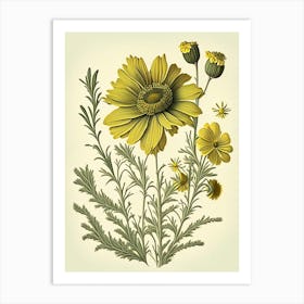 Coreopsis Wildflower Vintage Botanical 1 Art Print