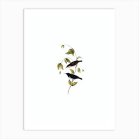 Vintage Black Honeyeater Bird Illustration on Pure White n.0048 Art Print