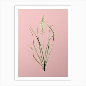 Vintage Wild Asparagus Botanical on Soft Pink n.0313 Art Print