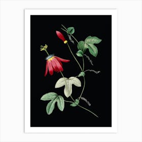 Vintage Red Passion Flower Botanical Illustration on Solid Black n.0318 Art Print