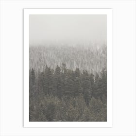 Foggy Evergreen Forest Art Print
