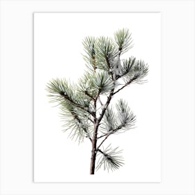 Pine Tree With Snow Art Print