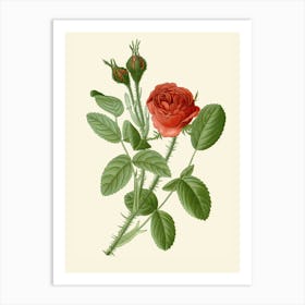 Red Rose Art Print