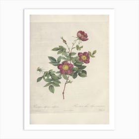 Rose Illustration, Pierre Joseph Redoute, Pierre Joseph Redoute(130) Art Print