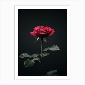 Red Rose On Black Background 36 Art Print