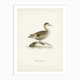 Northern Pintail, The Von Wright Brothers Art Print