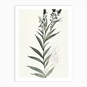 Black Cohosh Herb Minimalist Watercolour 2 Art Print