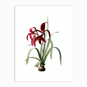 Vintage Sprekelia Botanical Illustration on Pure White n.0610 Art Print