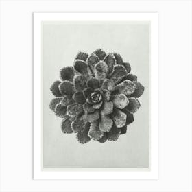 Margined Pyramidal Saxifrage (1928), Karl Blossfeldt Art Print